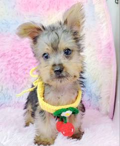 Yorkshire Terrier