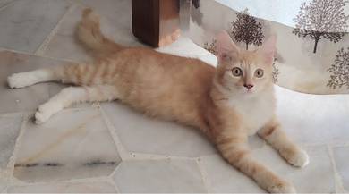 Domestic Long Hair