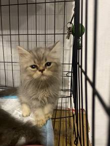 British long hair rehomed