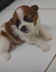 Shihpoo - rare colour