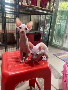 Sphynx cat kucing