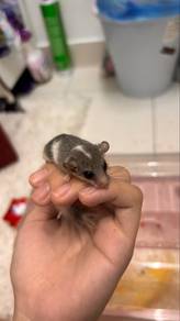 Tupai mini / dormice