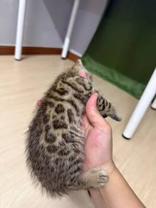 kucing bengal spotted rosette