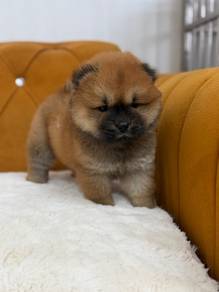 Chow Chow MKA