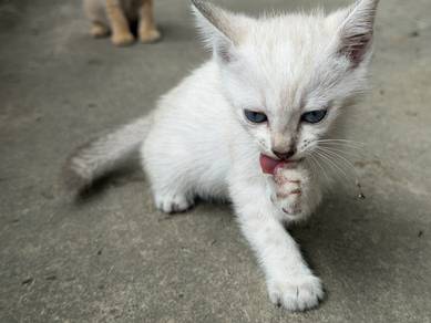 white kitten