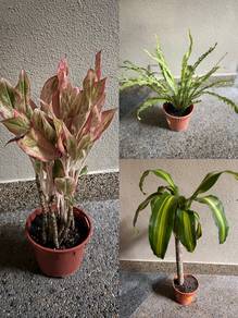Plants for Sale