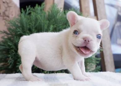FRENCH BULLDOG PUPPIES 🌻VIP751 Boy -Girl