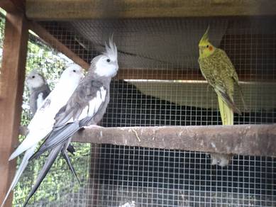 induk tiel