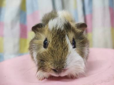 Guinea Pig