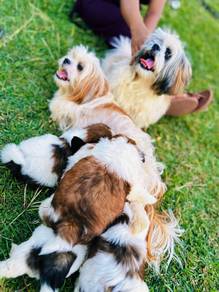 Shihtzu puppies'