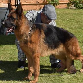 German shepherd puppies 8