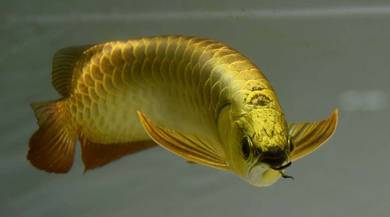 Arowana 24k 10 inch 3a quality-wholesale