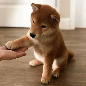Irresistible Shiba Inu Little Fox Puppy Puppy