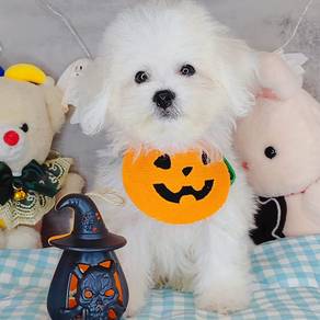 Bichon Frise