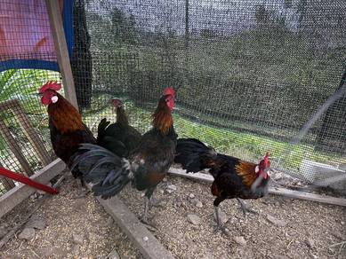 Ayam Hutan