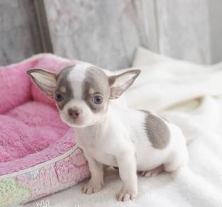 CHIHUAHUA PUPPIES CH205🌷 Head Apple Boy-Girl