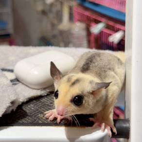 Female mosaic sugar glider Tame friendly