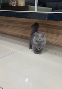 Blue longhair munchkin kitten