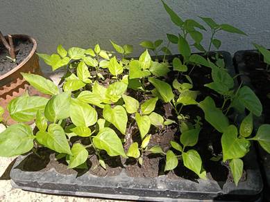 chilli padi