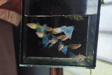 Guppy Murah