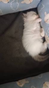 regdoll mix Siamese 