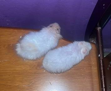 hamster syrian