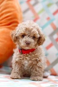 Maltipoo