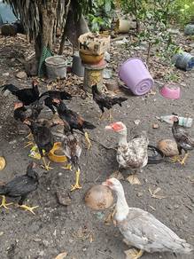 ayam kampung