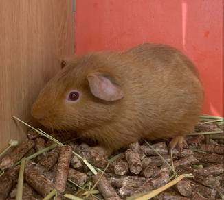 American Guinea Pig