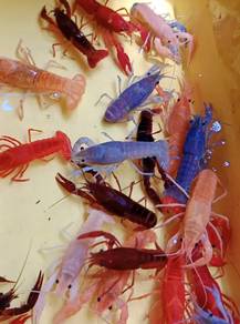 lobster crayfish udang Kara air tawar
