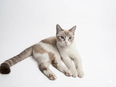 Kucing mata biru