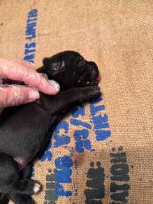 cane corso