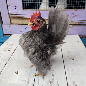ayam serama 