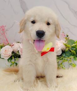 Golden Retriever