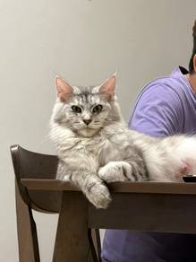 Female Mainecoon