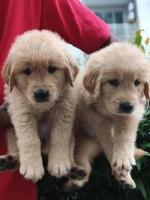 golden retriever puppies h