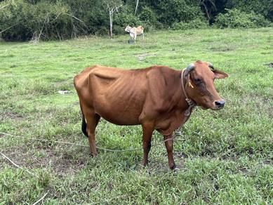 Lembu Lumsum