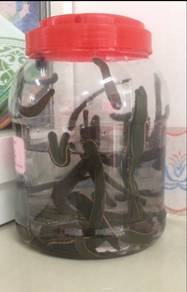 LINTAH HIDUP/ Live Leech