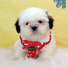 Shih Tzu