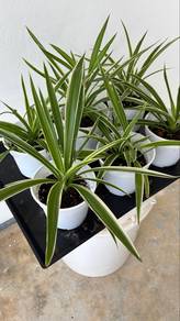 Spider Plant Air Purifying Plant
