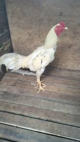 Ayam sabung