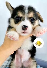 CC666 Welsh Corgi funny family puppy dog