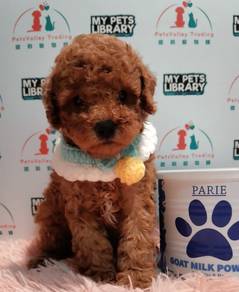 Poodle