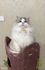 lynx ragdoll