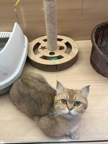 Munchkin Cat