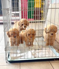 poodle puppy