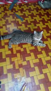 BSH Tabby