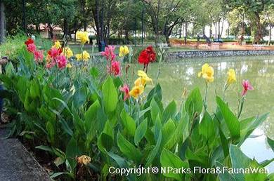 Canna Hybrids