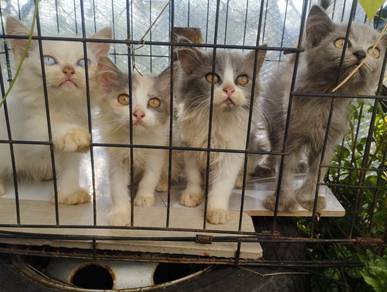 Anak British comel²