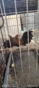 Sepasang Ayam Hutan Original 